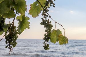 Poljoprivrednicima na Mljetu podijeljene prve sadnice autohtonih sorti vinove loze