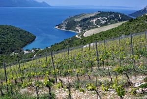 Znanstvena karakterizacija vinskih sorti Kvarnera