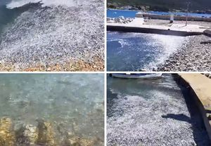 VIDEO: CRES Jato riba izletjelo na obalu, mještani znaju odgovor i kažu: “Nije prvi put”