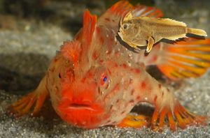 Znanstvenici su prvu morsku ribu u moderno doba proglasili izumrlom