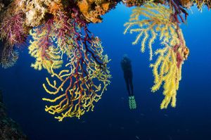 Objavljen dugo očekivani Pravilnik o gospodarskom ribolovu na moru ronjenjem