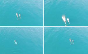 VIDEO Dronom uspio snimiti igru mame i bebe dupina kod Ražanca