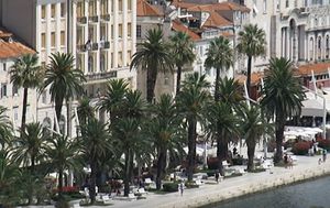 Na splitskoj rivi prije 100 godina posađena prva palma