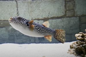 VIDEO U Istru stigla jedna od najotrovnijih riba na svijetu – Otrov joj je 1200 puta jači od cijanida