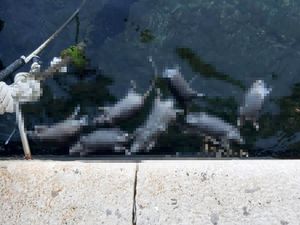 VIDEO: ODVRATNO Gomila lešina štakora uz šibensku rivu