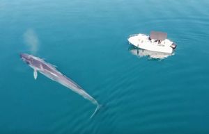 VIDEO Jadranski kit je dobrog zdravlja i izvrsno se snalazi u Velebitskom kanalu