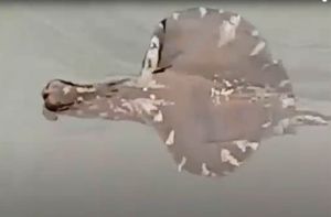 Morski zekan kod Čiova – Životinja koja može promijeniti spol kad poželi