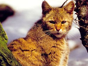 U Nacionalnom parku „Krka“ spašena divlja mačka, strogo zaštićena europska vrsta