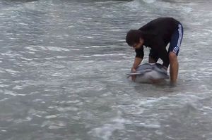 VIDEO Mladi dupin zalutao plićak plaže u Vodicama, pokušali su mu pomoći…