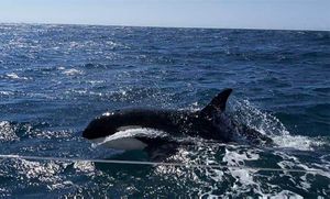 VIDEO Znanstvenici vjeruju da znaju zašto orke napadaju brodove: “Ciljaju isključivo kormila”