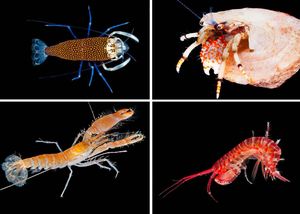 RAKOVI JADRANA Izložba stručnjaka i strastvenog ljubitelja podmorja, Pere Ugarkovića