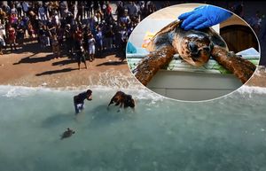 VIDEO Oporavljene 4 glavate želve puštene natrag u more