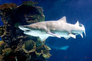 SAVRŠENI PREDATORI Zmijozuba sivka – Mladi proždiru braću i sestre