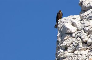 ALARMANTAN IZVJEŠTAJ Svakoj petoj ptici u Europi prijeti izumiranje – Posebno ugrožene morske ptice