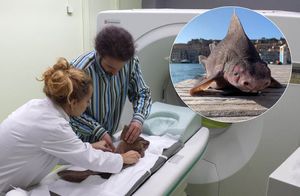 Svjetski stručnjak za morske pse s timom znanstvenika objavio studiju o neobičnom i rijetkom psu u Jadranu