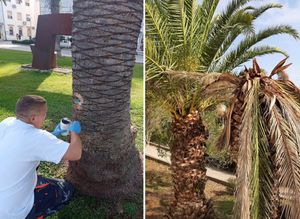 U Veloj Luci počela zaštita palmi protiv širenja crvene palmine pipe i palminog drvotoča