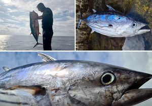 Kod Prevlake ulovljena netipična vrsta tune – Stručnjak: “Nema dokumentiranog nalaza još od 1945. godine”