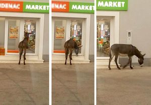 Tovar svratio do dućana na Pelješcu – “Zaboravio masku”, pa otišao