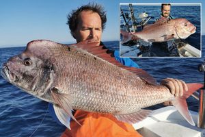 ZUBATAC KRUNAŠ – U prošlosti su ga zvali “zubatac od korone” ili “koronaš”