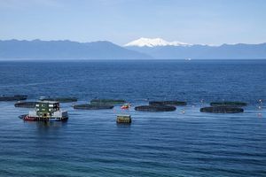 Integrirani multitrofički sustavi: Čišća i održiva budućnost akvakulture