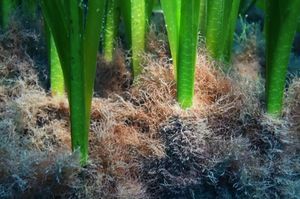 Strana invazivna alga počela gušiti livade posidonije u Jadranu