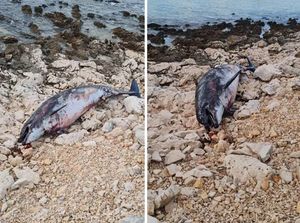More kod Rogoznice izbacilo uginulog dupina na plažu, bio je pun ožiljaka