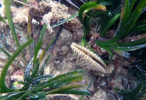 SVJETSKI JE DAN DIVLJIH VRSTA Pred izumiranjem više od milijun različitih biljaka i životinja