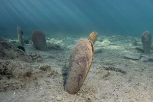 Učvršćuje se projekt očuvanja plemenite periske u južnom dijelu Jadranskog mora