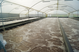 BIOFLOC TEHNOLOGIJA Moguća prevencija bolesti škampa