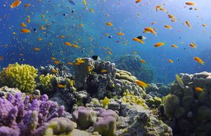 KORALJNI GREBENI Ekosustavi za sebe