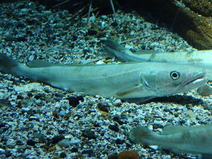 UZGOJ MOLA ILI OSLIĆA Ogroman potencijal u marikulturi