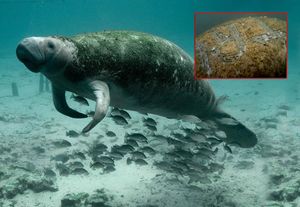 Na Floridi pronađena morska krava s urezanim natpisom “TRUMP” na svojim leđima