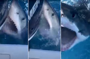 VIDEO Velika bijela psina napala pentu broda u kojem su ribolovci