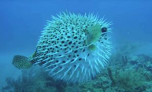 NAPUHAČA Opasna delikatesa