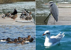 FOTO Zimsko prebrojavanje ptica vodarica u Nacionalnom parku „Krka“