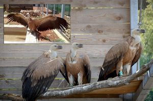 Novi projekt zaštite bjeloglavog supa na otoku Cresu