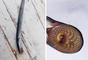 ŽIVI FOSIL U JADRANU Tijekom svoje parazitske faze uništi i do 18 kg ribe!