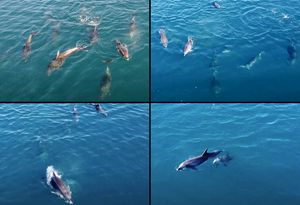 VIDEO Skupina dupina igra se u Ravskom kanalu – Ova snimka će vas oduševiti!