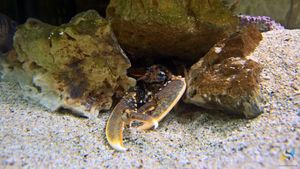 APEL STRUČNJAKA: “Ulovite li ih, vratite ih u more – Ako ih netko prodaje, ne kupujte!”