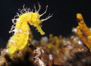 Koncept zaštite podmorja s morskim konjicima