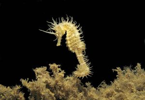 Projekt “Seahorse Story” odabran među 348 pristiglih kroz INA-in program Zeleni pojas 2021.