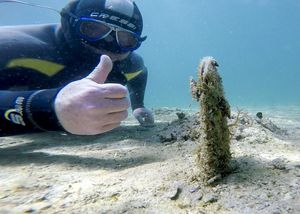 Čak devet živih periski znanstvenici su pronašli na Brijunima