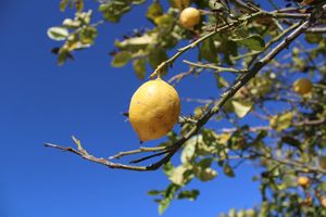 Lopov u Malom Lošinju pokrao  stabla limuna i sadnice lavande i ružmarina