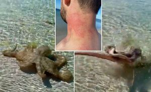 VIDEO Geologa namlatila hobotnica, pa ga još jednom dočekala u plićaku