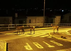 ĐIR PO GRADU: Srne krenule u šetnju Rijekom