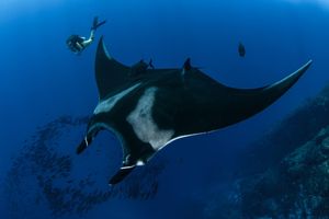 MARES Underwater Photo Marathon 2021.