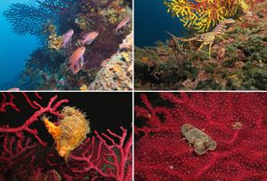 FOTO Možemo li sami uništiti naš ronilački  turizam?