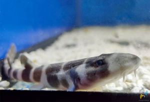 BEBA MORSKI PAS Prvi put se u pulskom Aquariumu izvalio mladunac “bamboo shark”