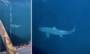 Panika na krstarenju zbog golemog morskog psa