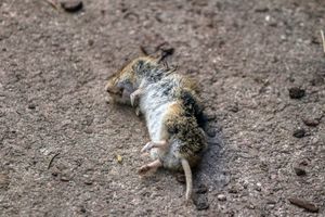 MATULJI MUKU MUČE S MRTVIM MIŠEVIMA:  Deseci uginulih glodavaca leže po dvorištima i ulicama